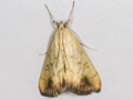 Evergestis extimalis